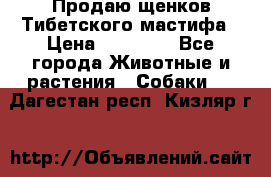 Продаю щенков Тибетского мастифа › Цена ­ 45 000 - Все города Животные и растения » Собаки   . Дагестан респ.,Кизляр г.
